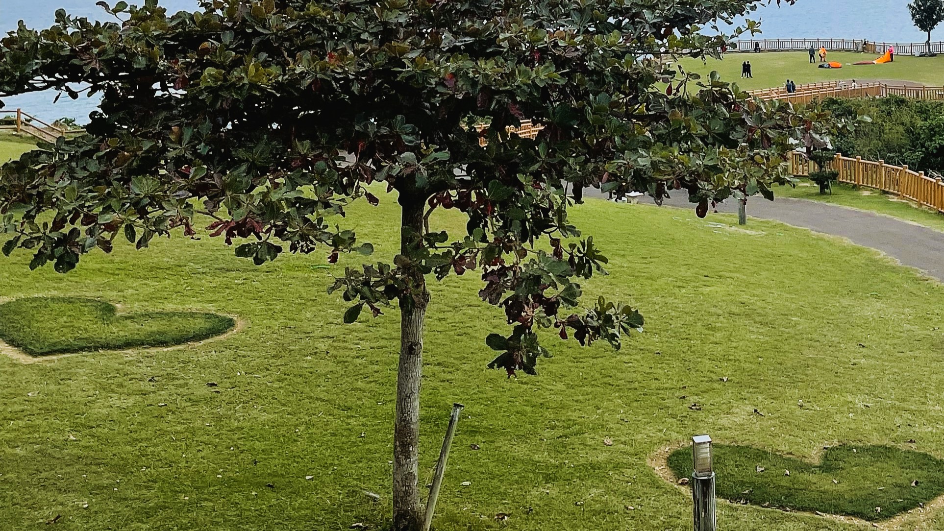 海の見える公園の緑の芝生のハート